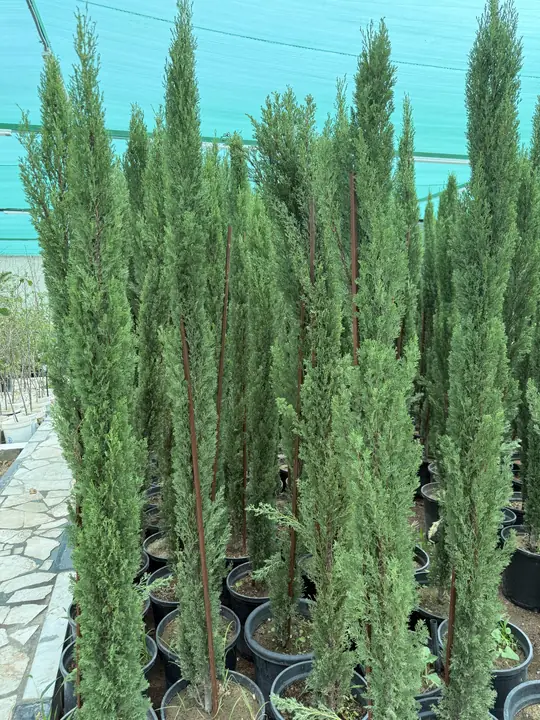 سرو وأشجار زينة في مشتل الورد الطائفي بالطائف