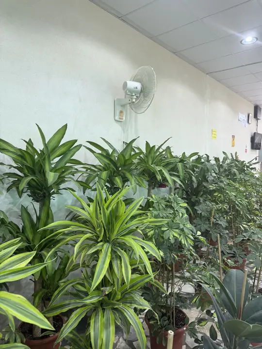 نباتات الدراسينا – مشتل الورد الطائفي