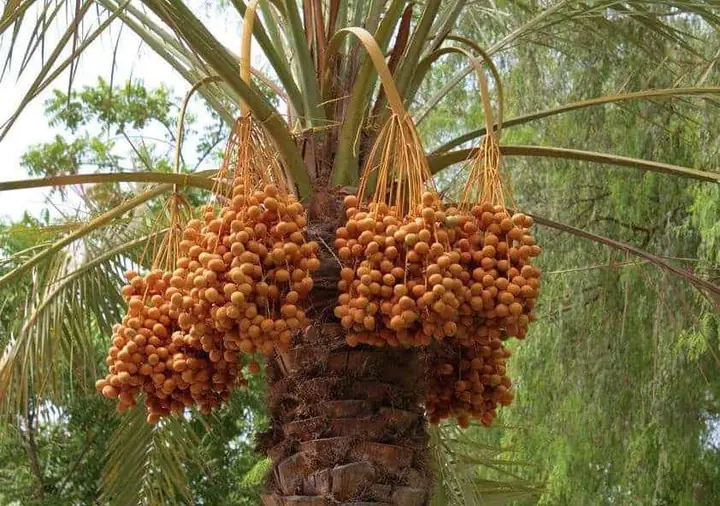 علاج وتلقيح النخيل – مؤسسة الورد الطائفي